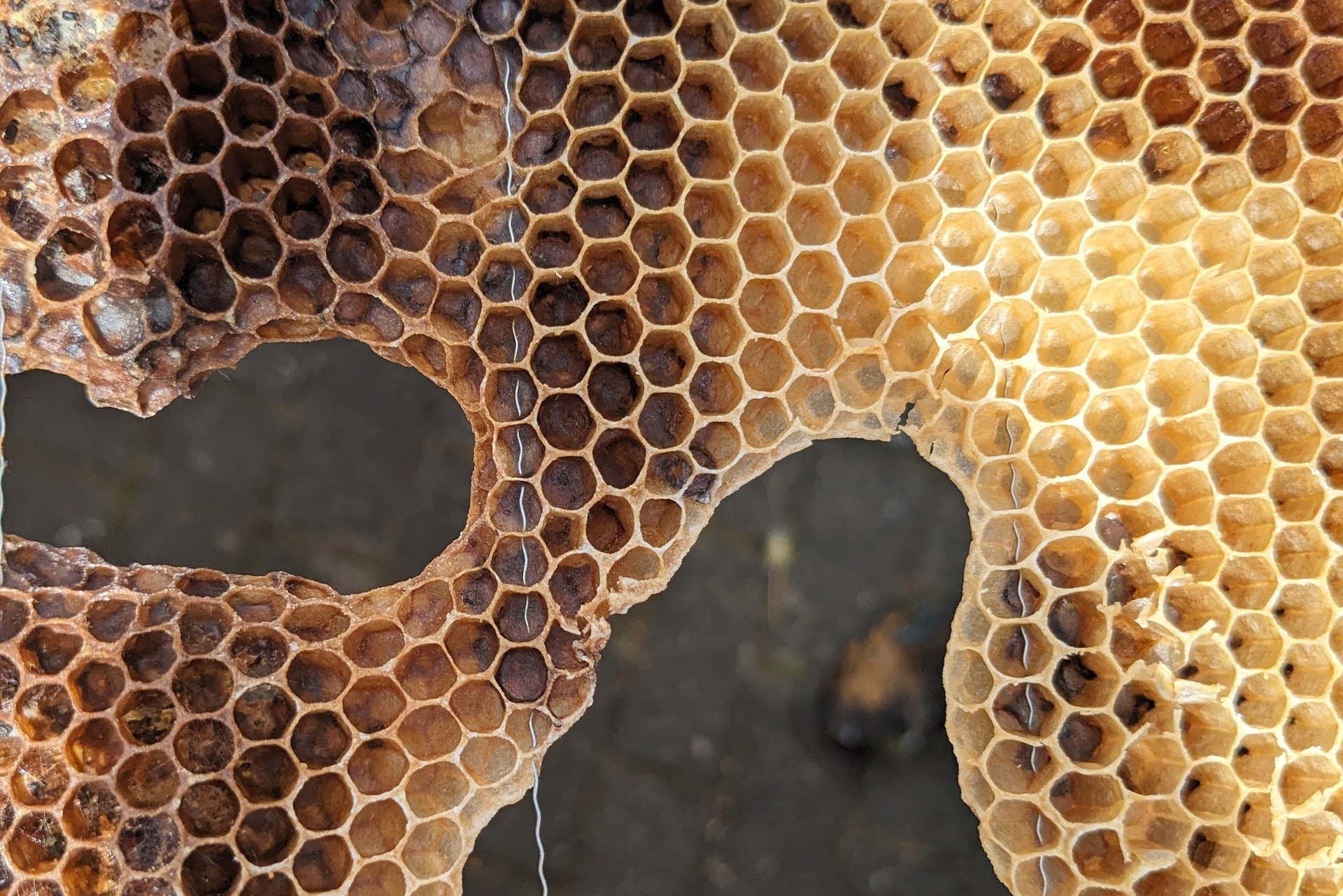 Warum Bienen so wichtig sind